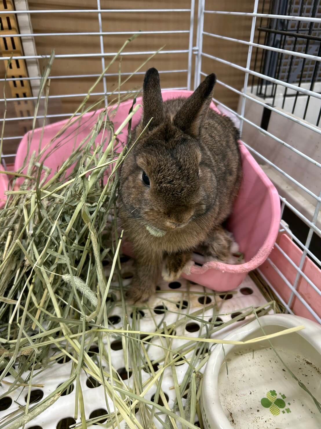 牧草を食べるうさぎのアップ