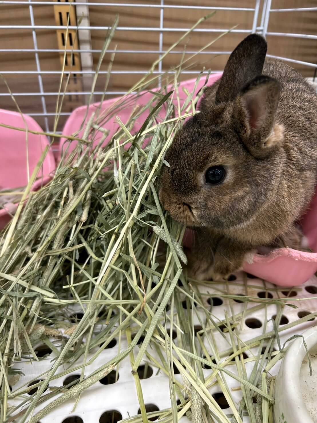 牧草を食べるうさぎ